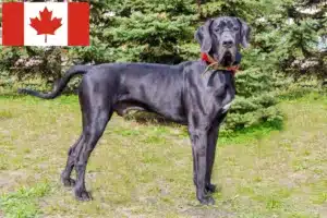 Scopri di più sull'articolo Allevatori di alani e cuccioli in Canada