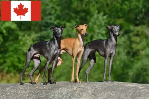 Scopri di più sull'articolo Allevatori e cuccioli di campanelli a vento italiani in Canada