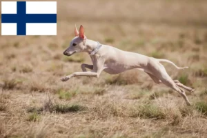 Scopri di più sull'articolo Allevatori e cuccioli di campanelli a vento italiani in Finlandia