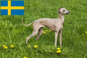 Scopri di più sull'articolo Allevatori di cagnolini italiani e cuccioli in Svezia