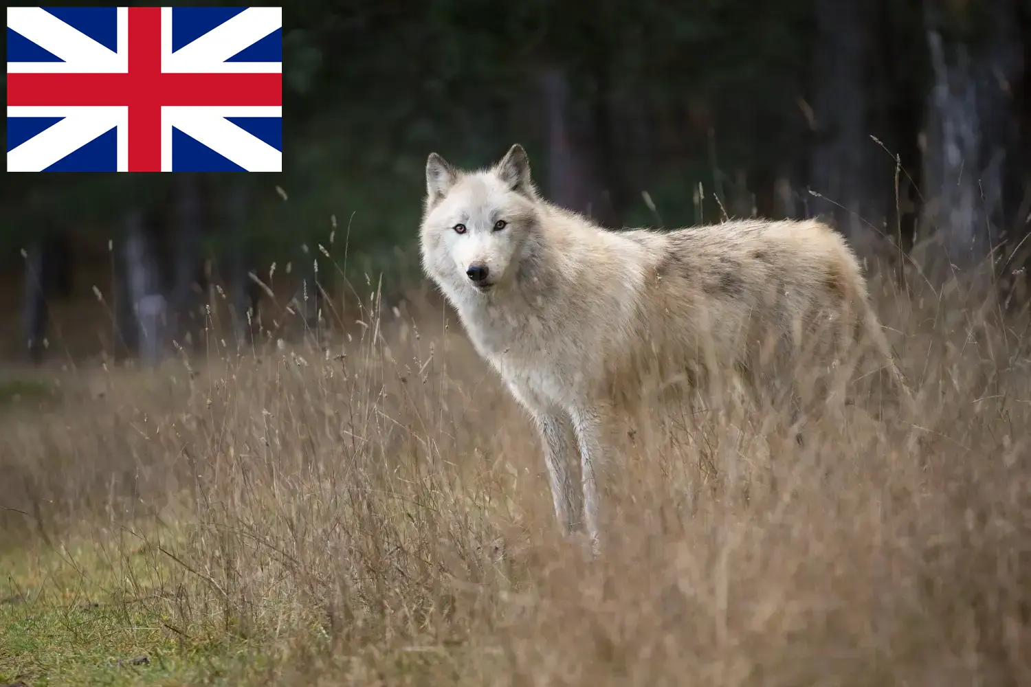 Cuccioli di American Wolfhound e allevatori Gran Bretagna Qui potete trovare gli allevatori di American Wolfhound in Gran Bretagna.