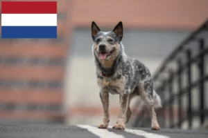 Scopri di più sull'articolo Allevatori di Australian Cattle Dog e cuccioli nei Paesi Bassi