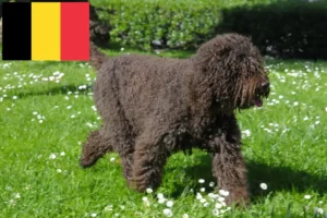 Scopri di più sull'articolo Allevatori di Barbet e cuccioli in Belgio