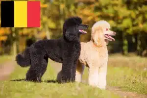Scopri di più sull'articolo Allevatori di barboncini e cuccioli in Belgio