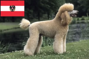Scopri di più sull'articolo Allevatori di Barboncini e cuccioli in Austria