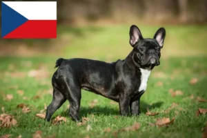 Scopri di più sull'articolo Allevatori e cuccioli di Bulldog Francese in Repubblica Ceca