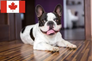Scopri di più sull'articolo Allevatori di Bulldog Francesi e cuccioli in Canada