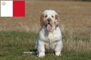 Scopri di più sull'articolo Allevatori di Clumber Spaniel e cuccioli a Malta