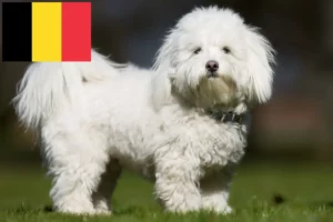 Scopri di più sull'articolo Allevatori e cuccioli di Coton de Tuléar in Belgio