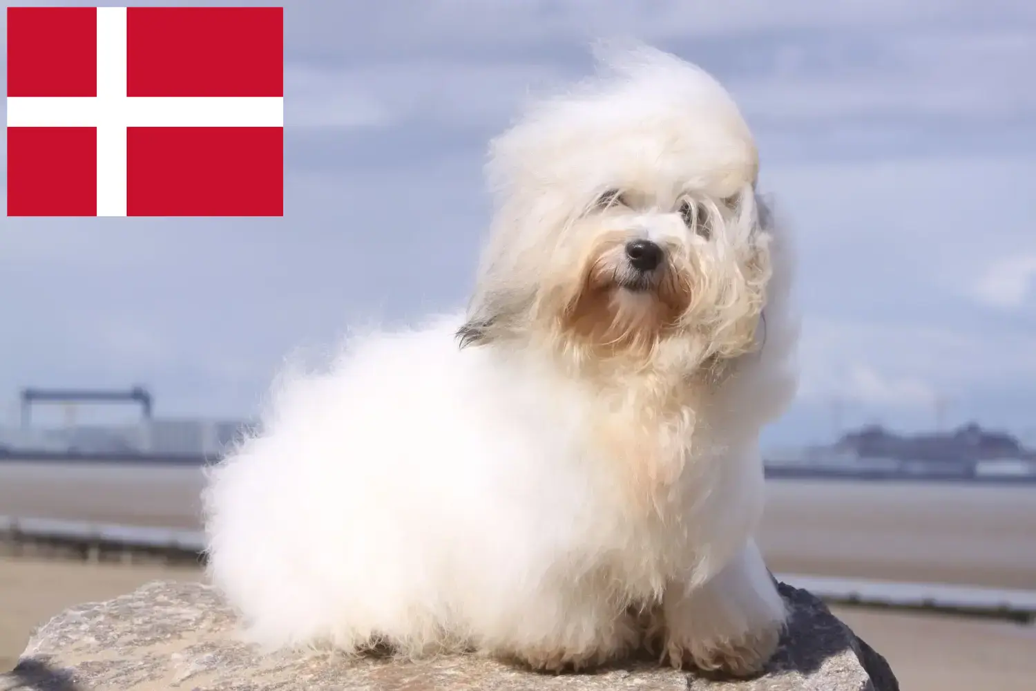 Cuccioli di Coton de Tuléar e allevatori Danimarca Trova gli allevatori di Coton de Tuléars in Danimarca.