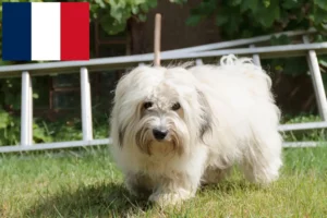 Scopri di più sull'articolo Allevatori di Coton de Tuléar e cuccioli in Francia