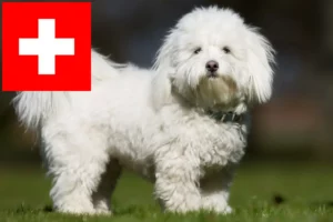 Scopri di più sull'articolo Allevatori di Coton de Tuléar e cuccioli in Svizzera