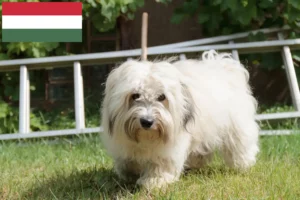Scopri di più sull'articolo Allevatori e cuccioli di Coton de Tuléar in Ungheria