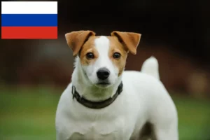 Scopri di più sull'articolo Allevatori di Jack Russell e cuccioli in Russia