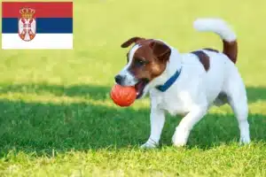 Scopri di più sull'articolo Allevatori di Jack Russell e cuccioli in Serbia