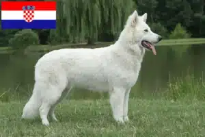 Scopri di più sull'articolo Allevatore di cani da pastore svizzero bianco e cuccioli in Croazia