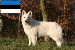 Scopri di più sull'articolo Allevatore di cani da pastore svizzero bianco e cuccioli in Estonia