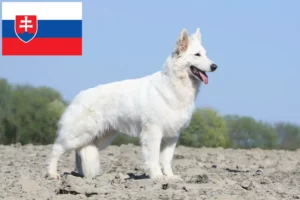 Scopri di più sull'articolo Allevatore di cani da pastore svizzero bianco e cuccioli in Slovacchia