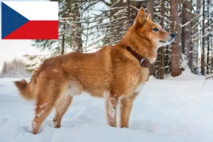 Scopri di più sull'articolo Allevatori di Finnspitz e cuccioli in Repubblica Ceca
