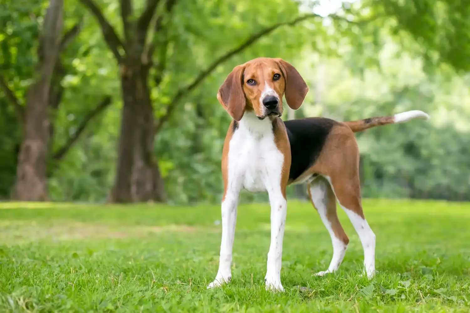 Cuccioli e allevamenti di American Foxhound Trova gli allevatori di American Foxhounds più vicini a te.