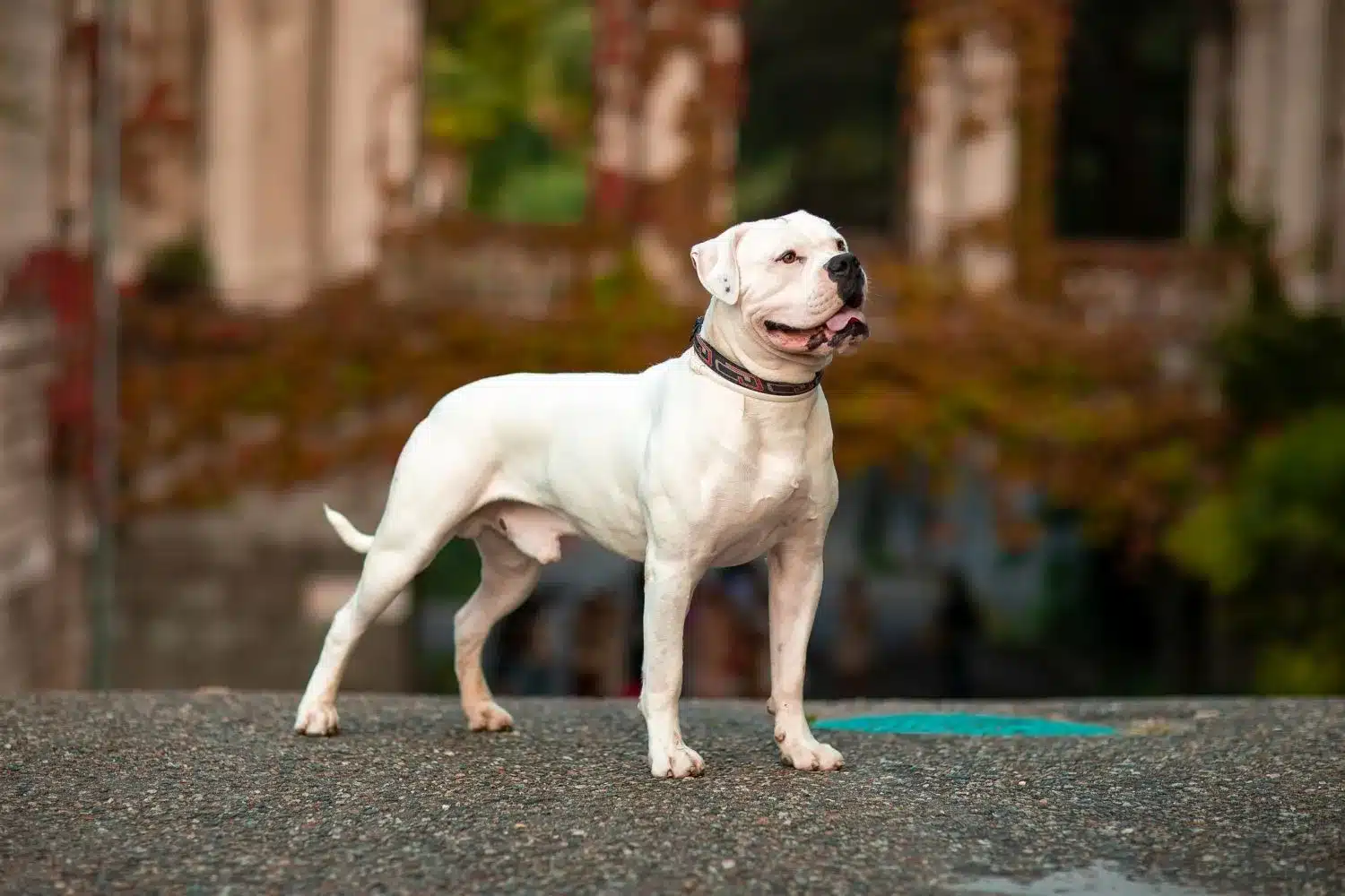 Cuccioli di Bulldog americano e allevatori Trova gli allevatori di American Bulldogs più vicini a te.