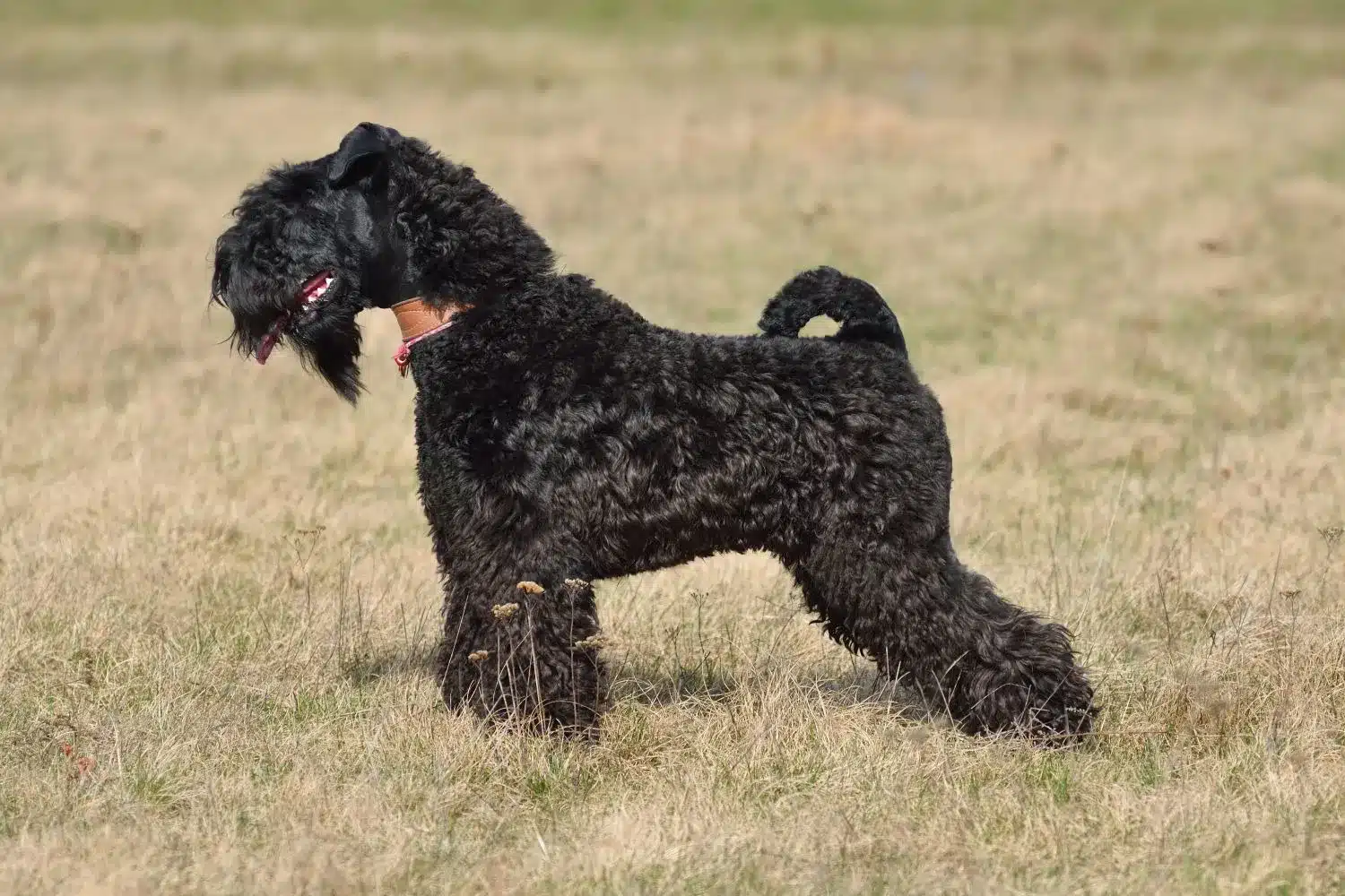 Cuccioli e allevatori di Kerry Blue Terrier Trova gli allevatori di Kerry Blue Terrier più vicini a te.