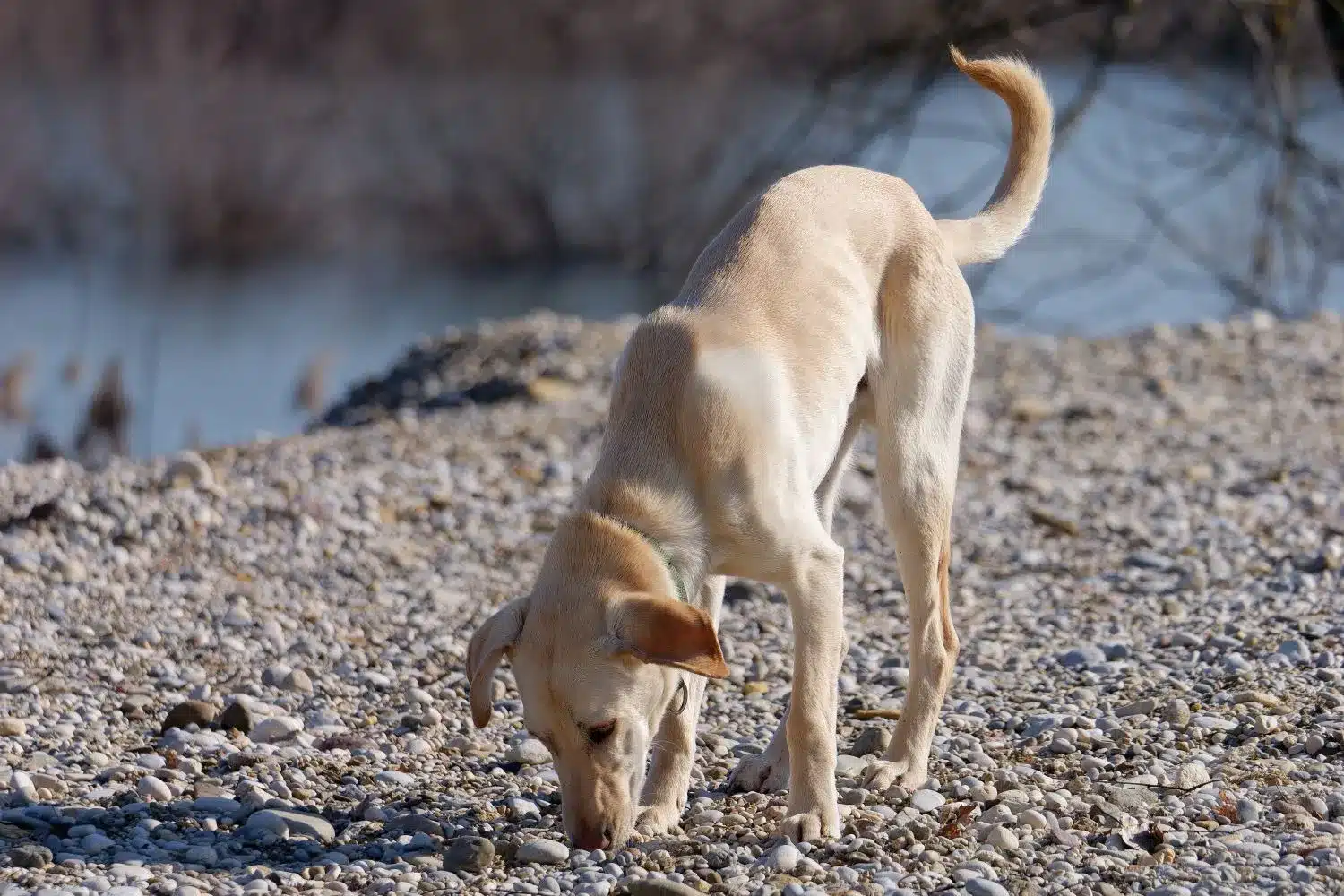 Kritikos Lagonikos cuccioli e allevatori Qui potete trovare gli allevatori di Kritikos Lagonikos più vicini a voi.
