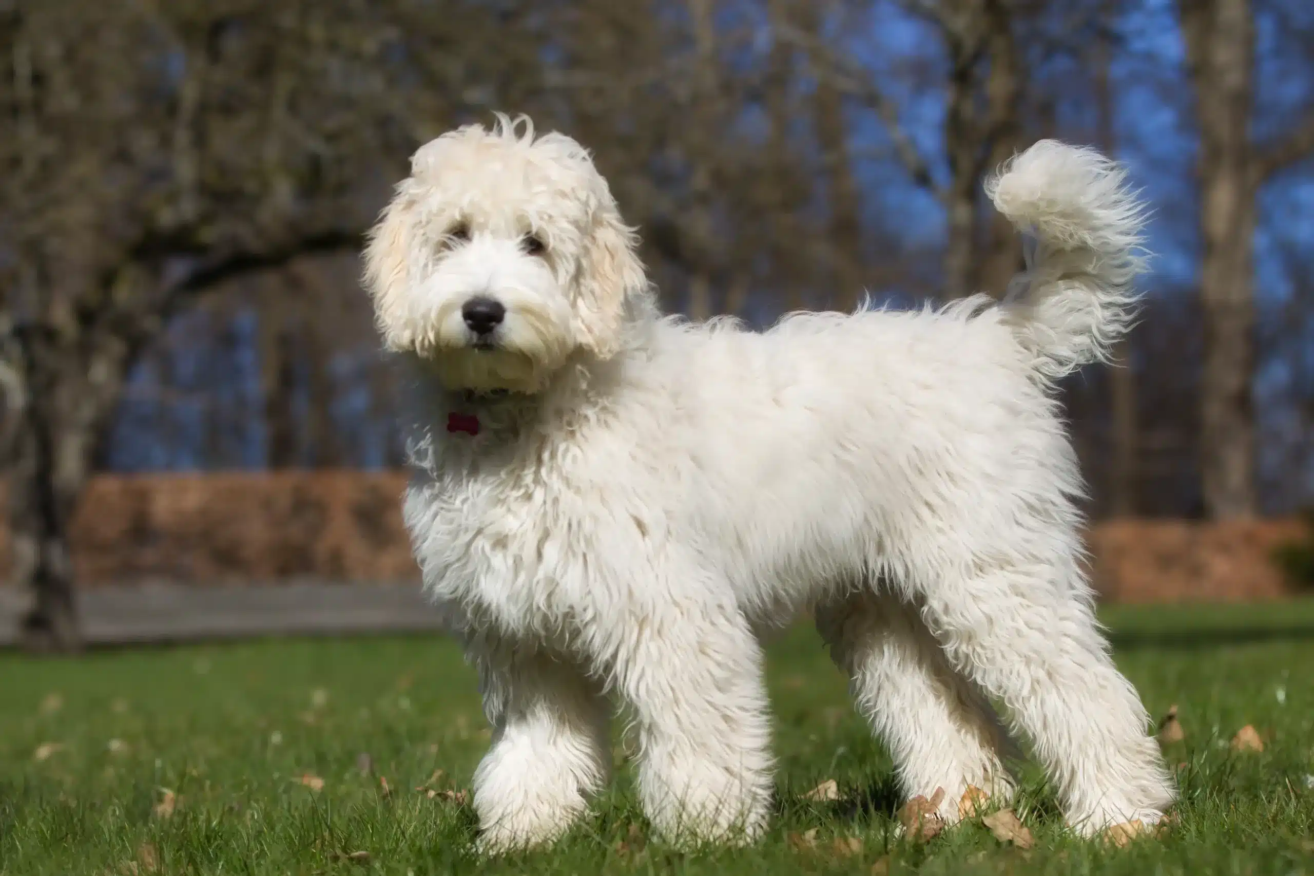 Scopri di più sull'articolo Allevatore di Labradoodle australiani
