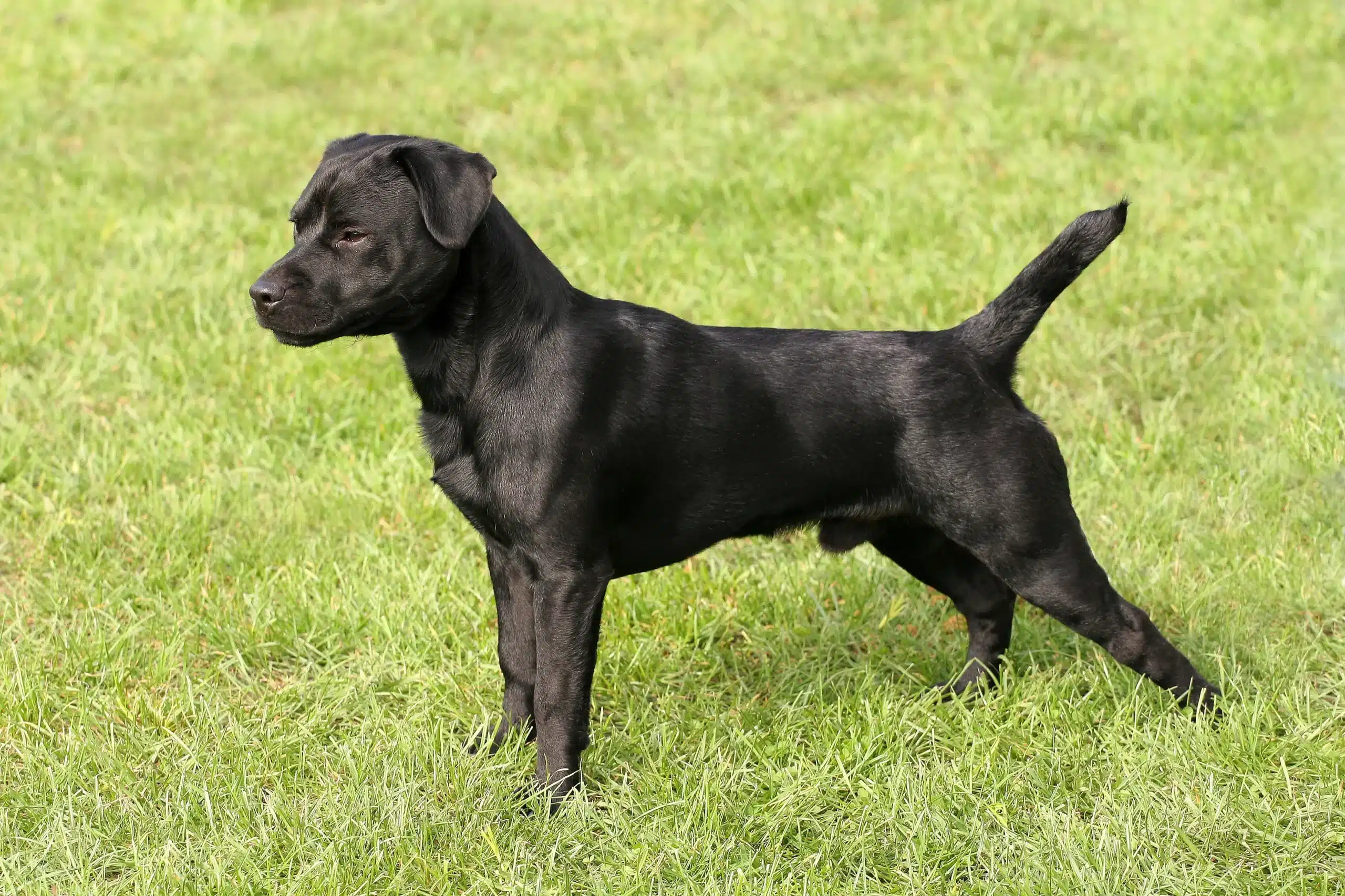 Scopri di più sull'articolo Allevatore di Patterdale Terrier