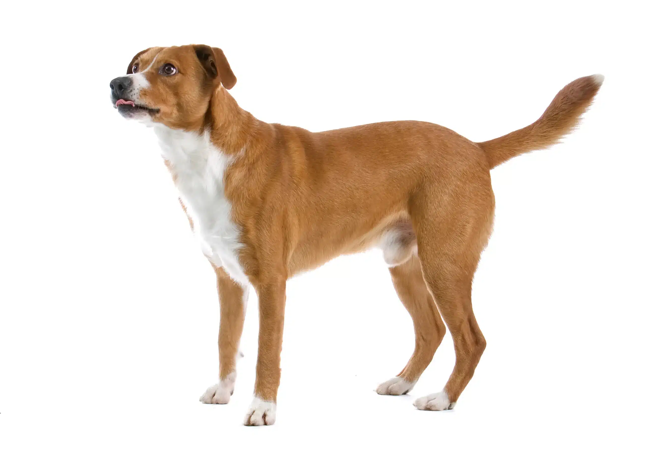 Scopri di più sull'articolo Allevatore di Pinscher austriaci