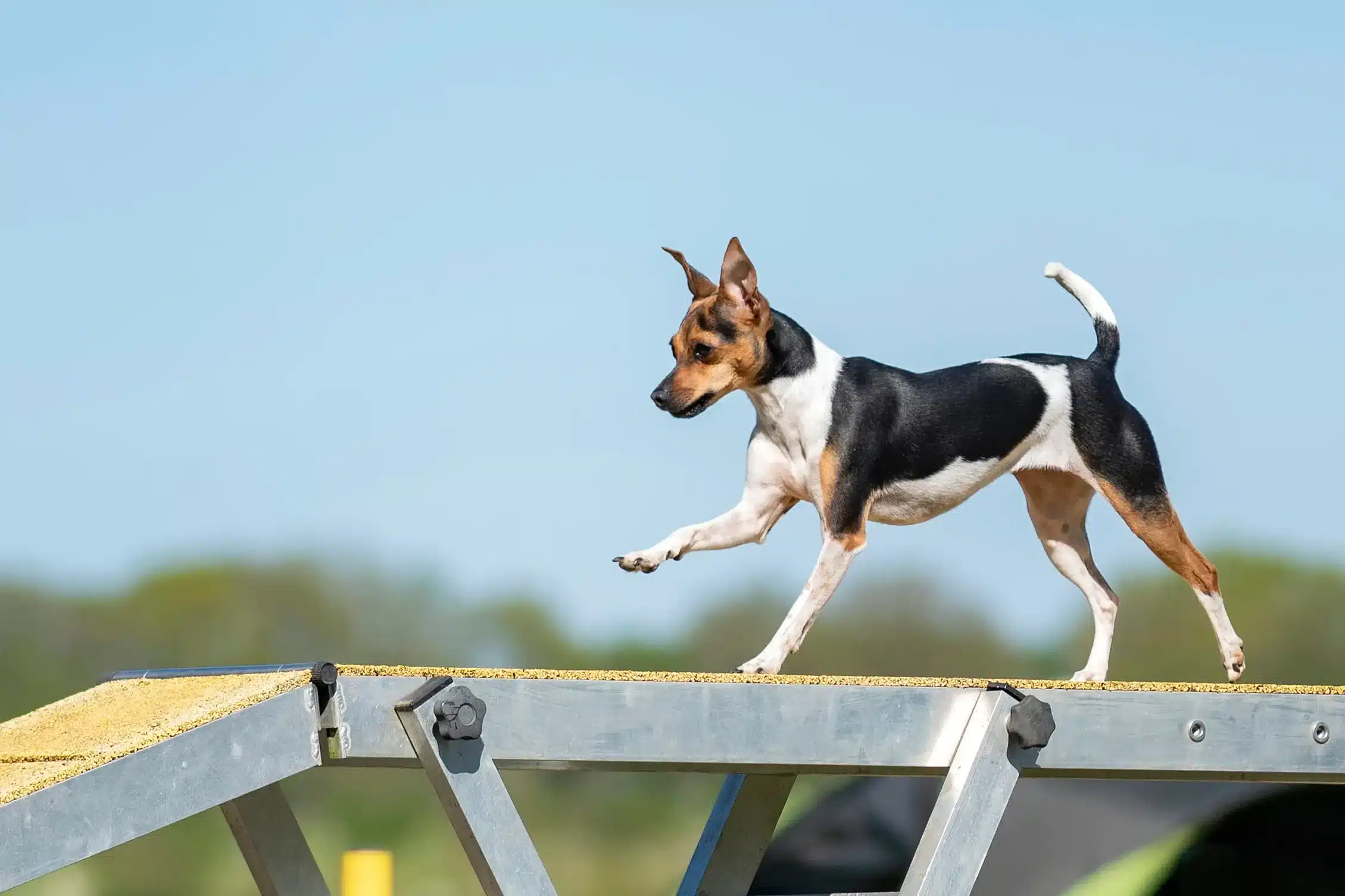 Cuccioli di Terrier Brasiliano e allevatori Trova qui gli allevatori di Brazilian Terrier più vicini a te.