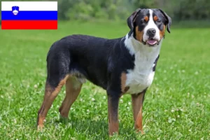 Scopri di più sull'articolo Allevatore di cani da montagna svizzeri di taglia grande e cuccioli in Slovenia