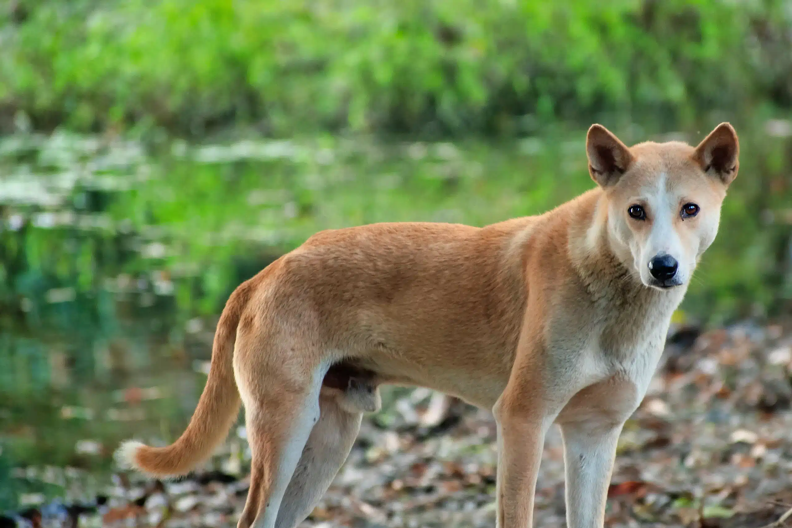 Scopri di più sull'articolo Allevatore di cani paria indiano