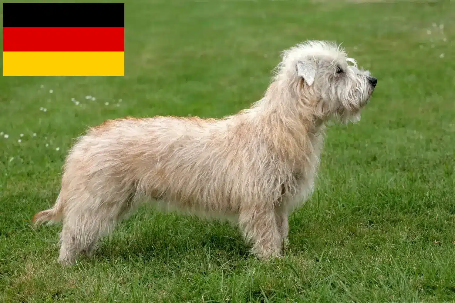 Irish Glen of Imaal Terrier cuccioli e allevatori Germania Qui potete trovare Irish Glen di allevatori di Imaal Terrier in Germania.