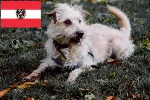 Scopri di più sull'articolo Allevatori e cuccioli di Irish Glen of Imaal Terrier in Austria