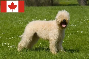 Scopri di più sull'articolo Allevatori e cuccioli di Irish Soft Coated Wheaten Terrier in Canada
