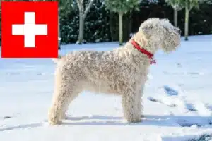 Scopri di più sull'articolo Allevatori e cuccioli di Irish Soft Coated Wheaten Terrier in Svizzera
