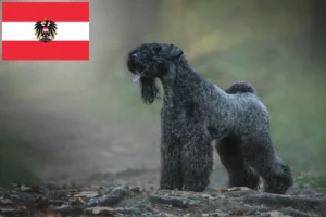 Scopri di più sull'articolo Allevatori di Kerry Blue Terrier e cuccioli in Austria