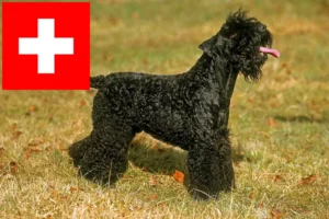 Scopri di più sull'articolo Allevatori di Kerry Blue Terrier e cuccioli in Svizzera