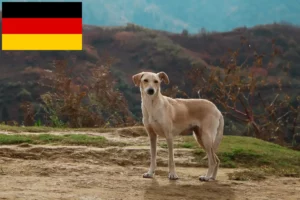 Scopri di più sull'articolo Allevatori di Kritikos Lagonikos e cuccioli in Germania