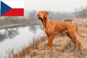 Scopri di più sull'articolo Allevatori di Magyar Vizsla e cuccioli in Repubblica Ceca
