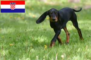Scopri di più sull'articolo Allevatori e cuccioli di Black and Tan Coonhound in Croazia