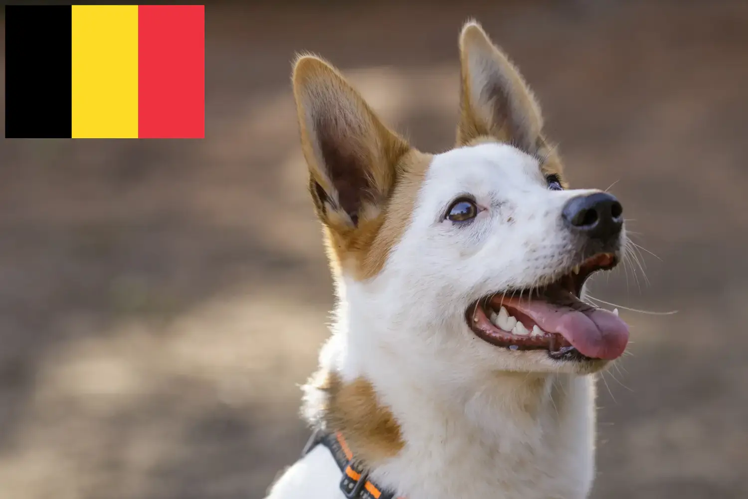 Cuccioli di Norrbottenspitz e allevatori Belgio Qui potete trovare gli allevatori di Norrbottenspitz in Belgio.