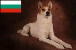 Scopri di più sull'articolo Allevatori di Norrbottenspitz e cuccioli in Bulgaria