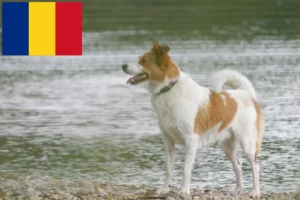 Scopri di più sull'articolo Allevatori di Norrbottenspitz e cuccioli in Romania