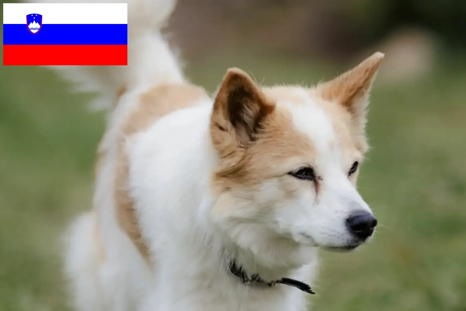 Cuccioli di Norrbottenspitz e allevatori Slovenia Qui potete trovare gli allevatori di Norrbottenspitz in Slovenia.