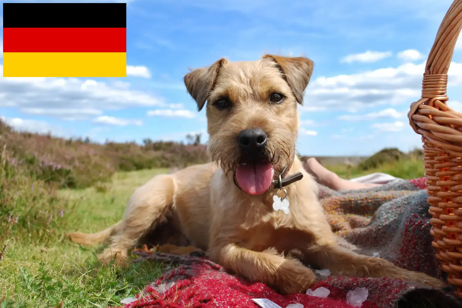 Cuccioli di Patterdale Terrier e allevatori Germania Qui potete trovare allevatori di Patterdale Terrier in Germania.