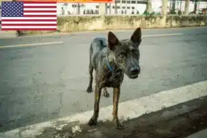 Scopri di più sull'articolo Allevatori di Phu Quoc Ridgeback e cuccioli in USA