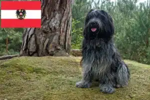 Scopri di più sull'articolo Allevatori di Schapendoes e cuccioli in Austria