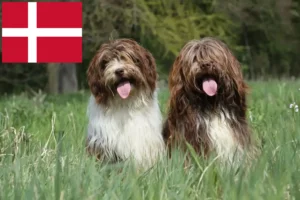 Scopri di più sull'articolo Allevatori di Schapendoes e cuccioli in Danimarca